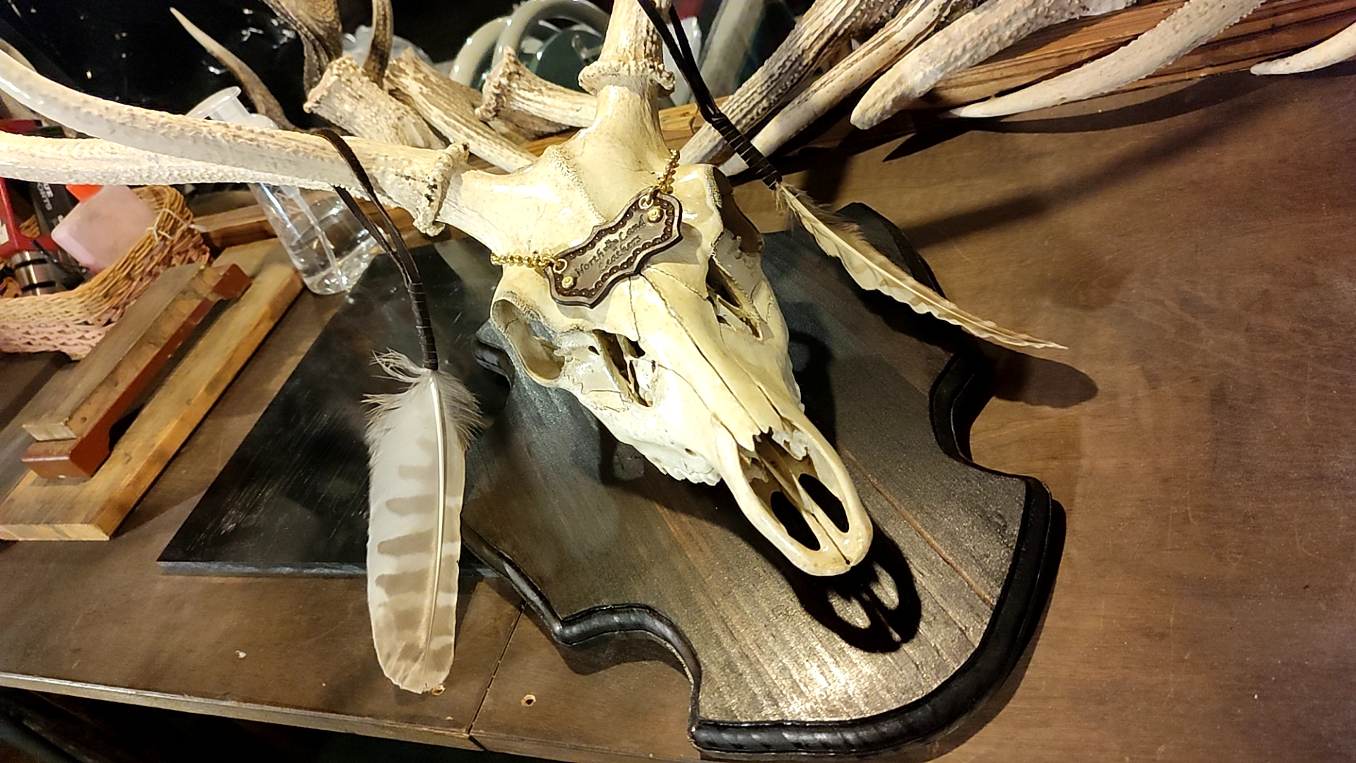 NorthLandleather's・Original・Deer  skull wall troph