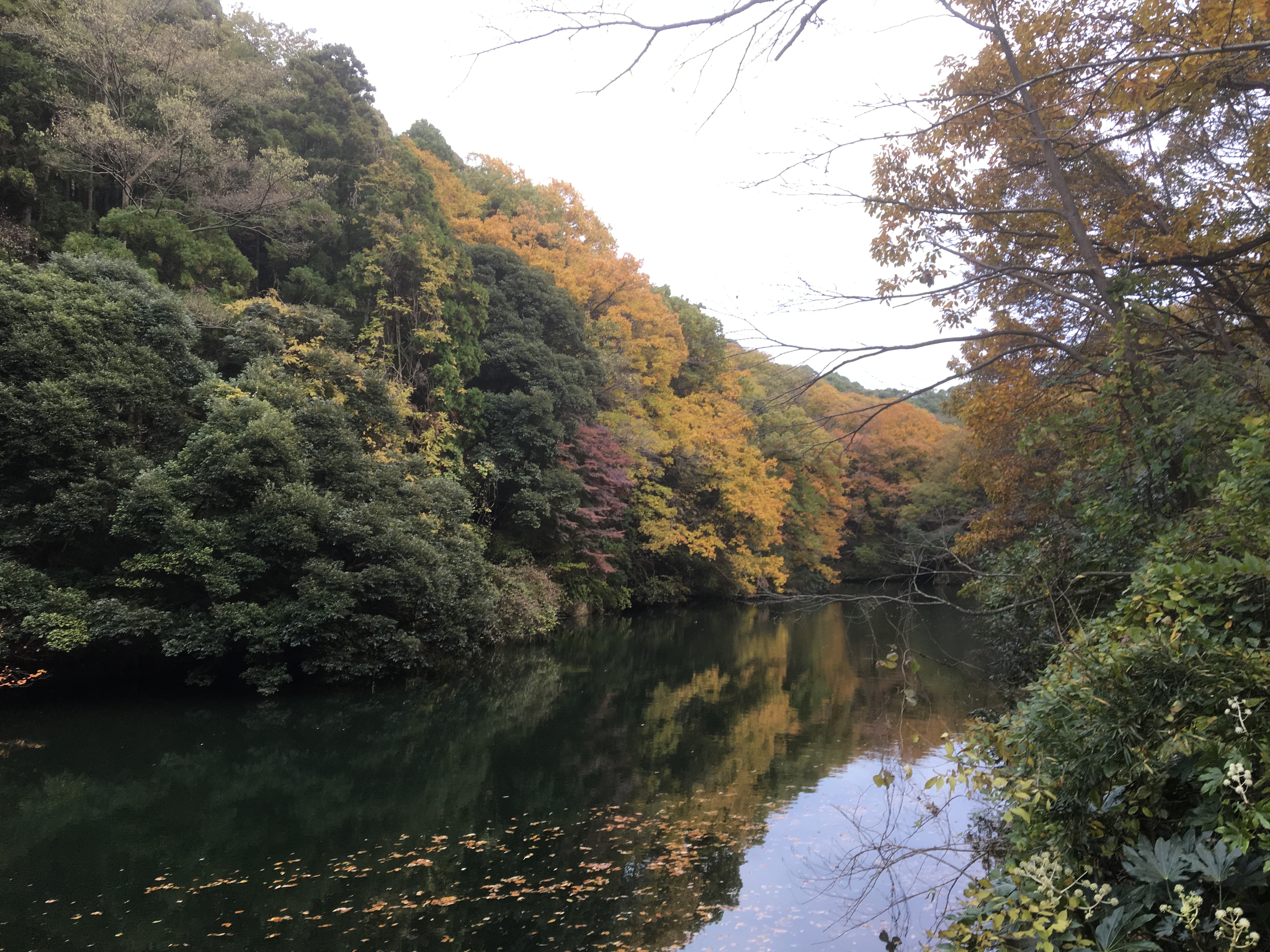 <長谷店日記>鎌倉は紅葉が見頃です。