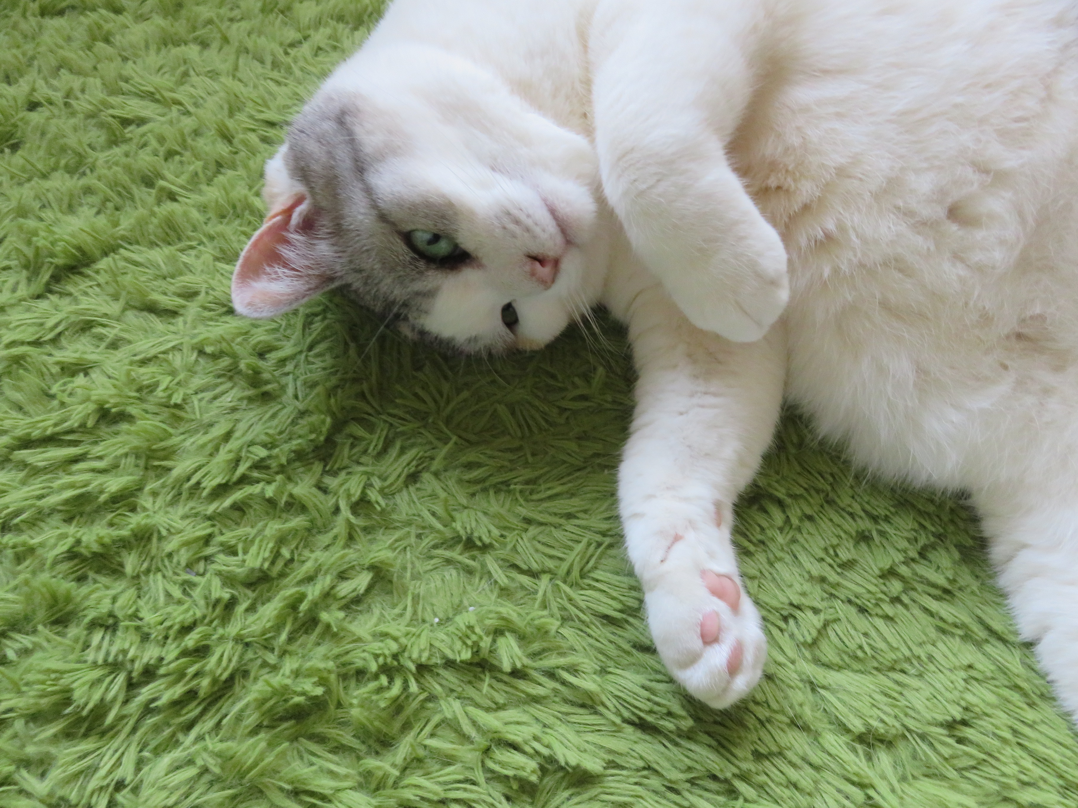 ショップ再開しました