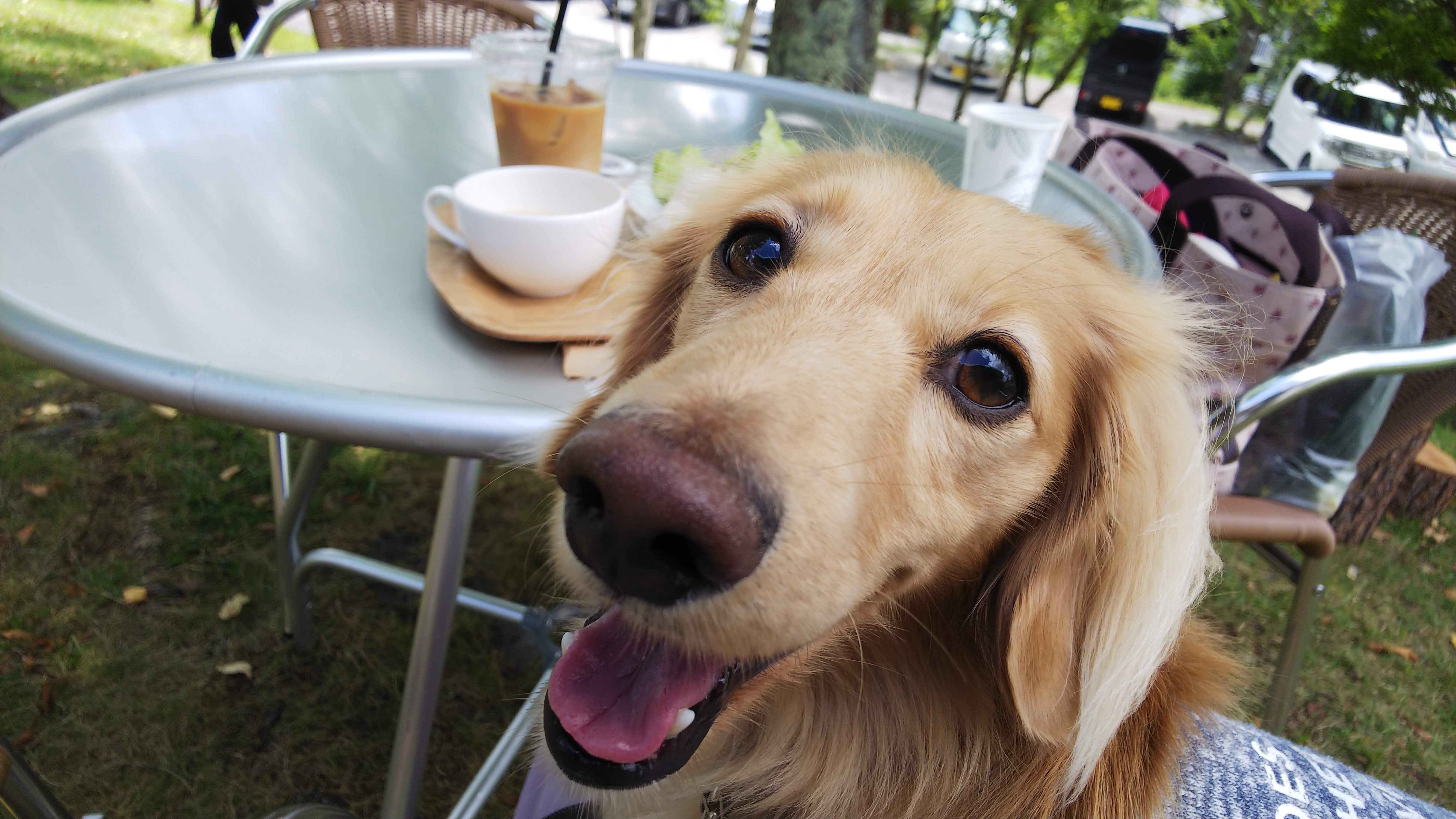 信州わんわんジャーキー♪  心地好い(*^▽^)/★*☆♪