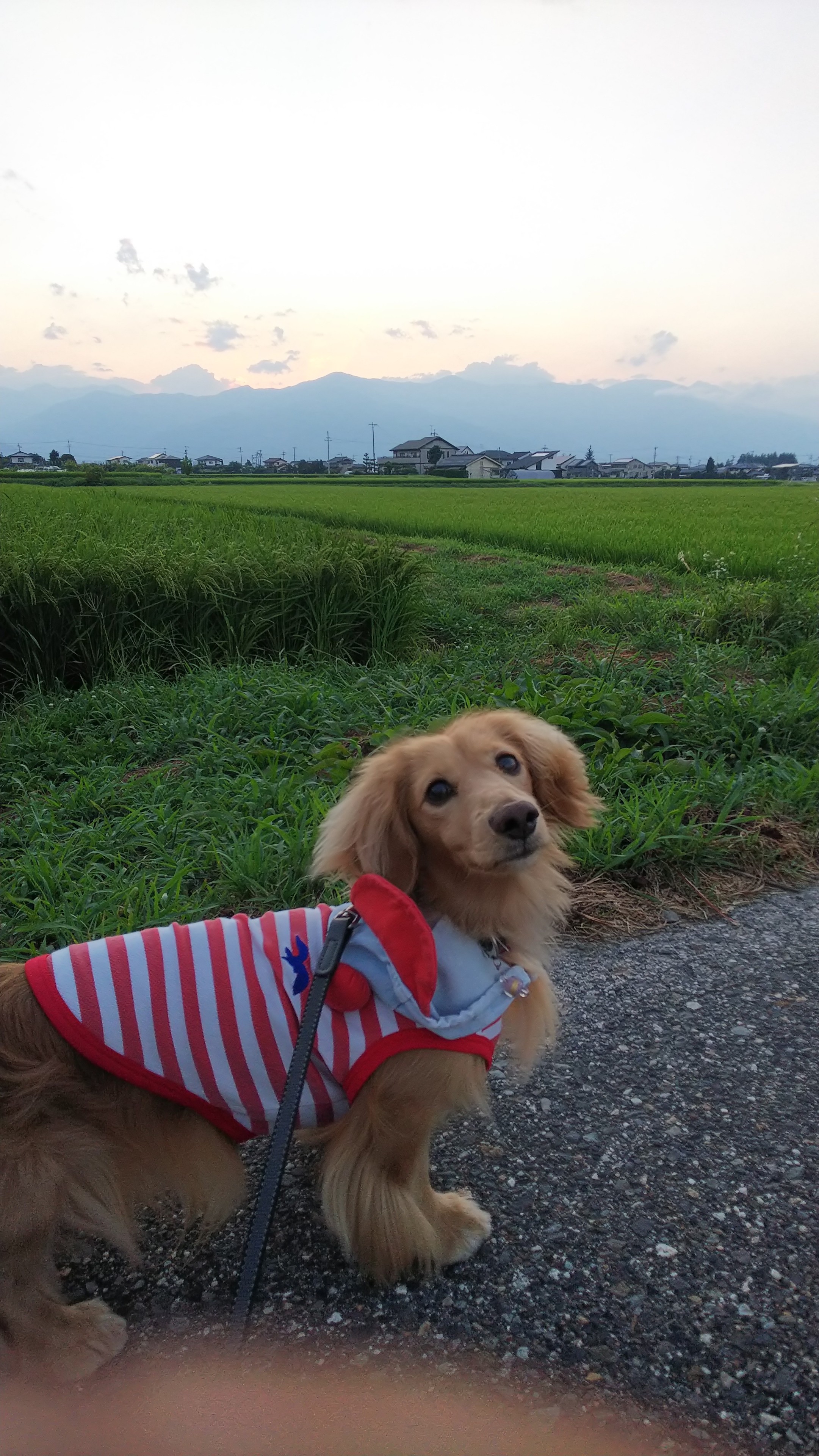 信州わんわんジャーキー  まったりの後半(o^ O^)シ彡☆