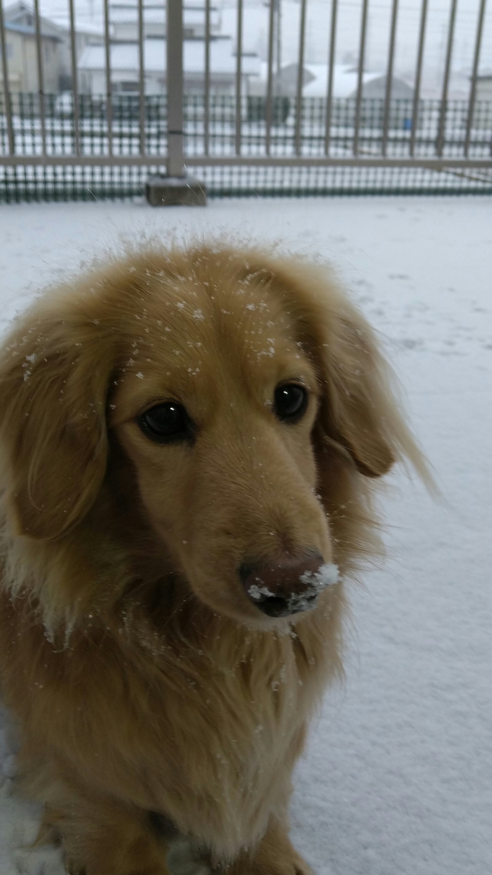 信州わんわんジャーキー   雪大好き