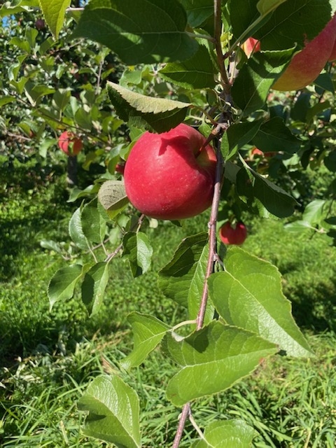 令和4年度の木で完熟させた「りんご各種」のご予約がスタートしております☆
