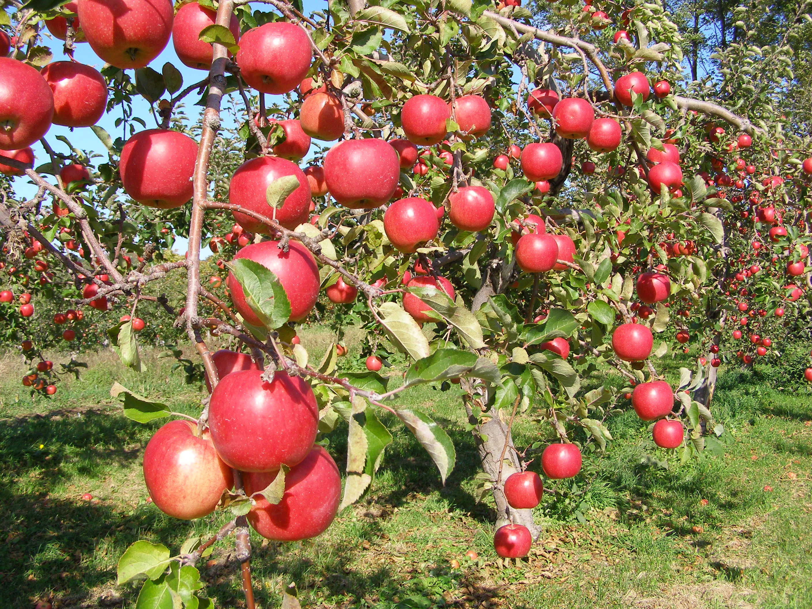 令和7年度「木で完熟」させた、りんご各種予約がスタートしました☆