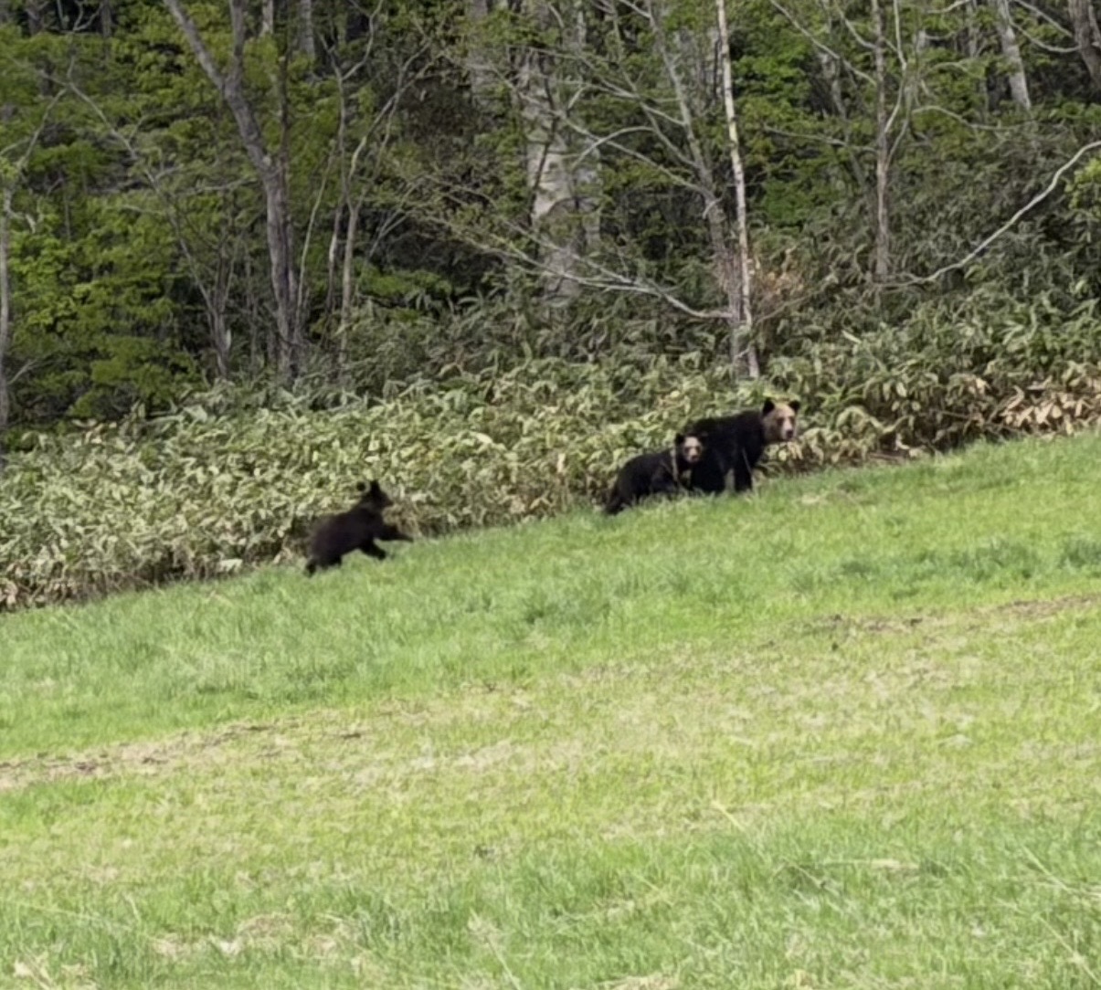 クマがたくさん
