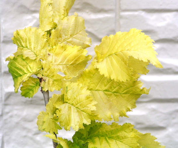 黄金ニレケヤキ‘ウルムス ダンピエリ オーレア’：黄金葉が美しい、スマートな樹形のシンボルツリー
