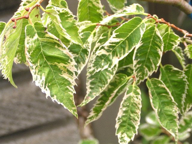 斑入りケヤキ：緑色に白覆輪の葉が美しく、新芽は斑が桃色に染まる、美しいカラーリーフ