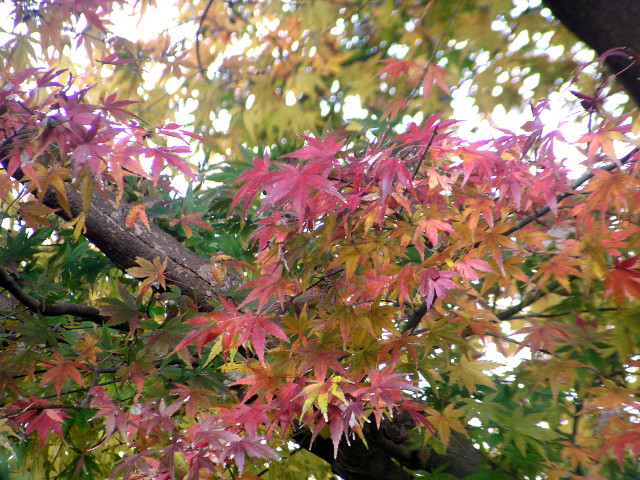 カエデ（モミジ）：掌のような葉が季節によって色を変える、古くから愛されてきた庭木の定番