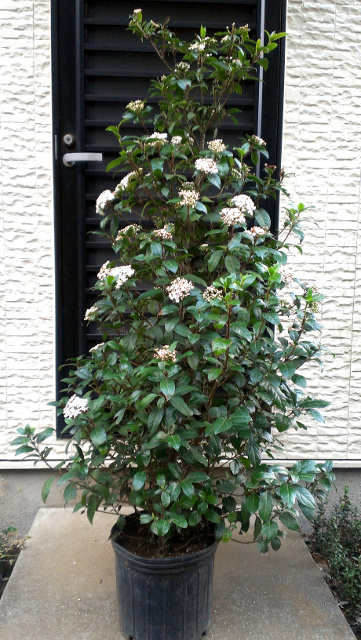 常緑ガマズミ【ビバーナム・ティヌス】：白い集合花と、光沢のあるコバルトブルーが魅力の、丈夫な庭木