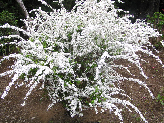 ユキヤナギ（雪柳）：冠雪したように白花に包まれる、育て易い花木