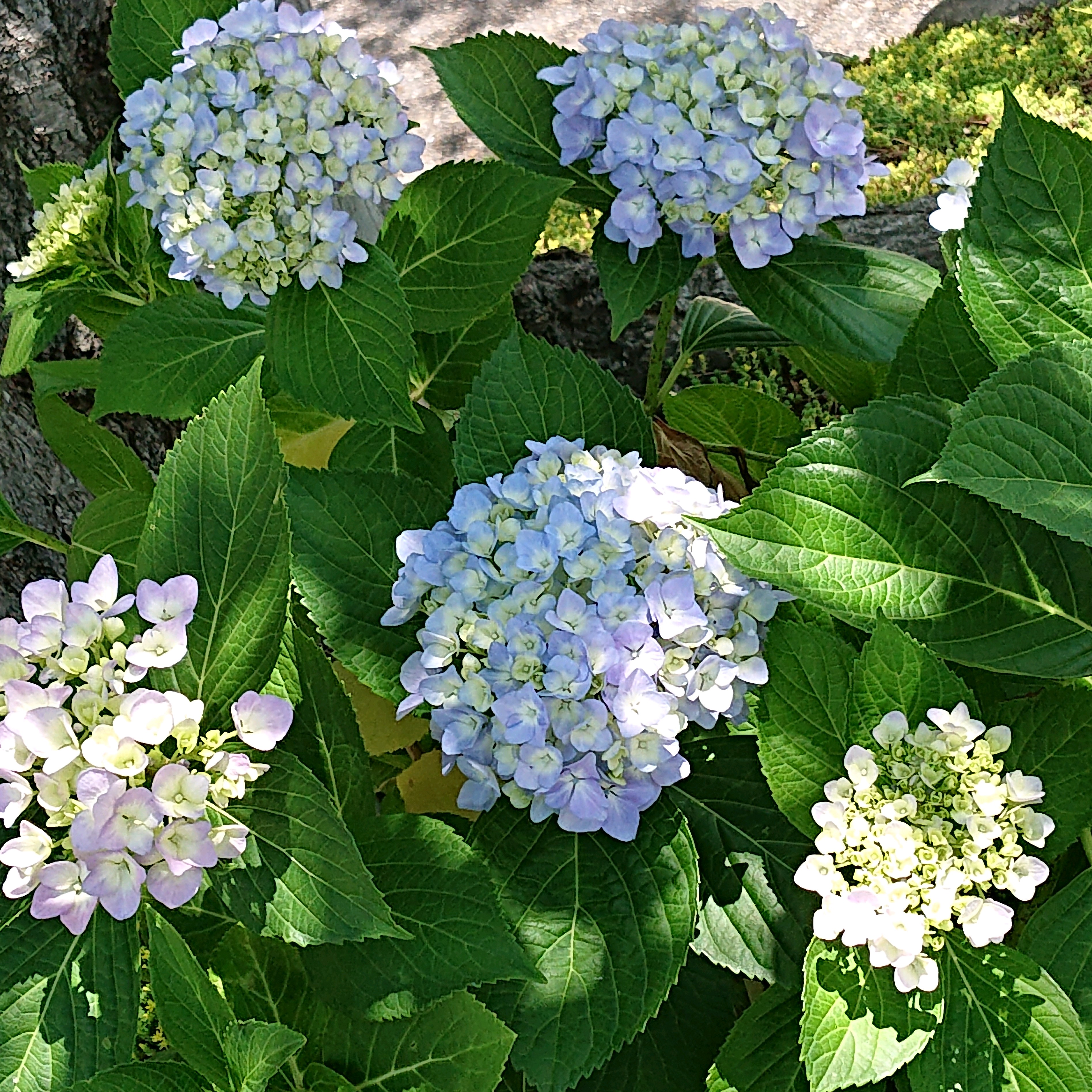 【紫陽花】