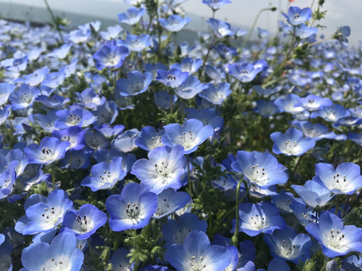 【ネモフィラ祭り】綺麗でした