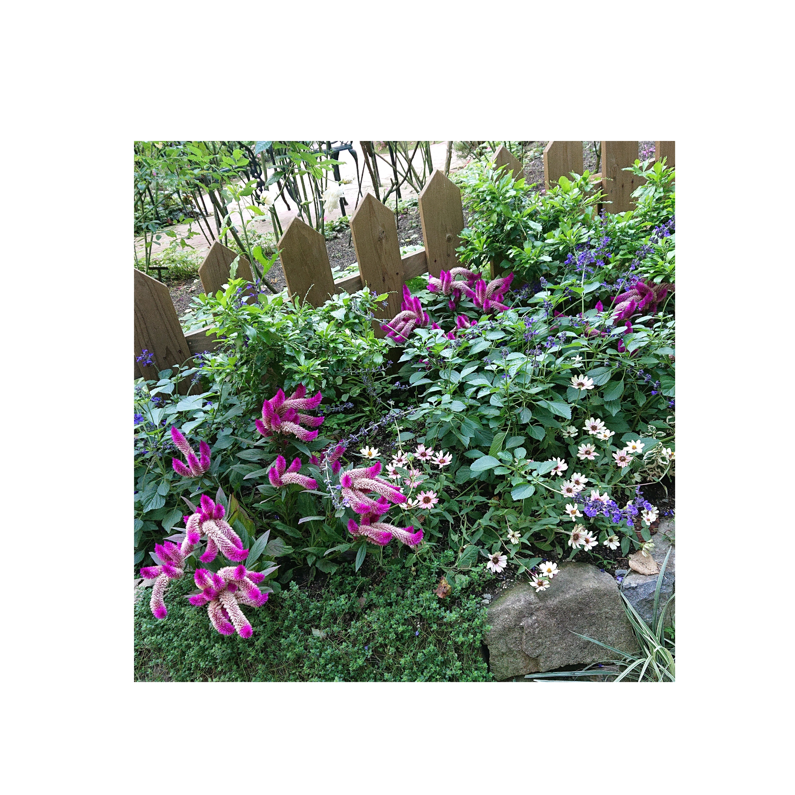 神戸【布引ハーブ園】