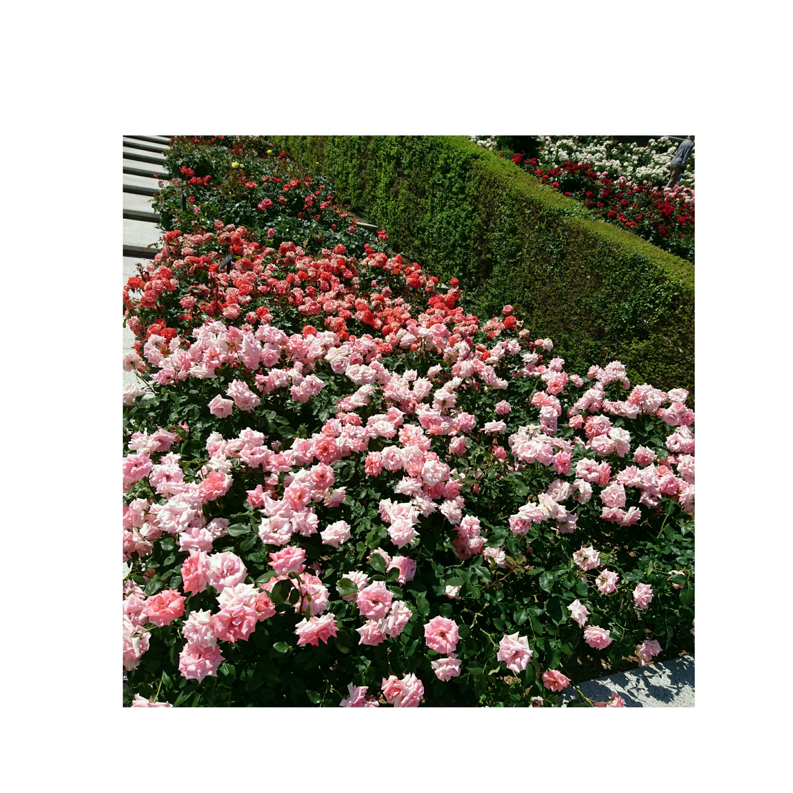薔薇公園