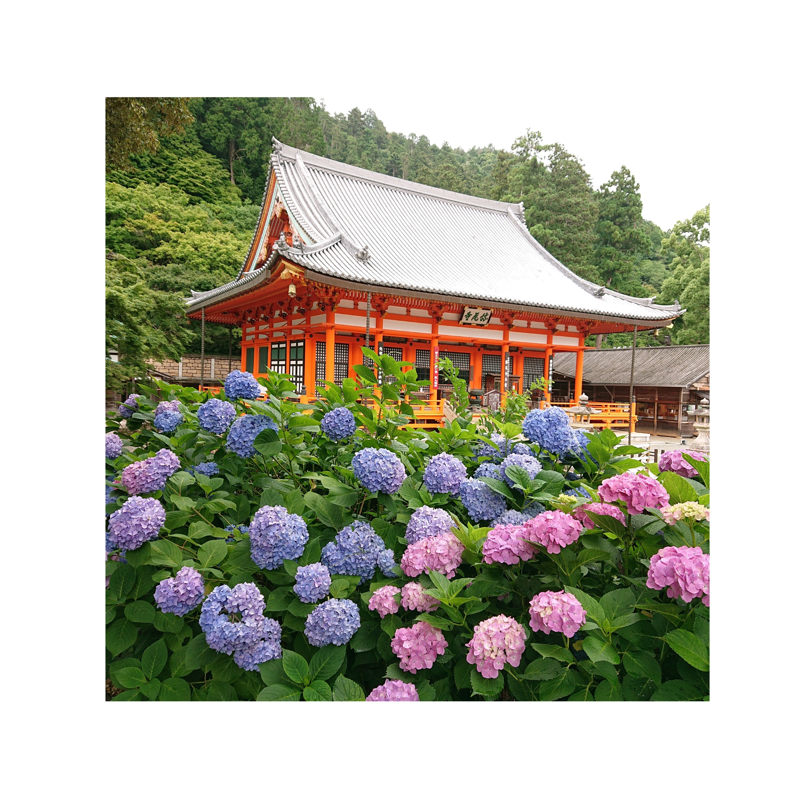 綺麗な紫陽花