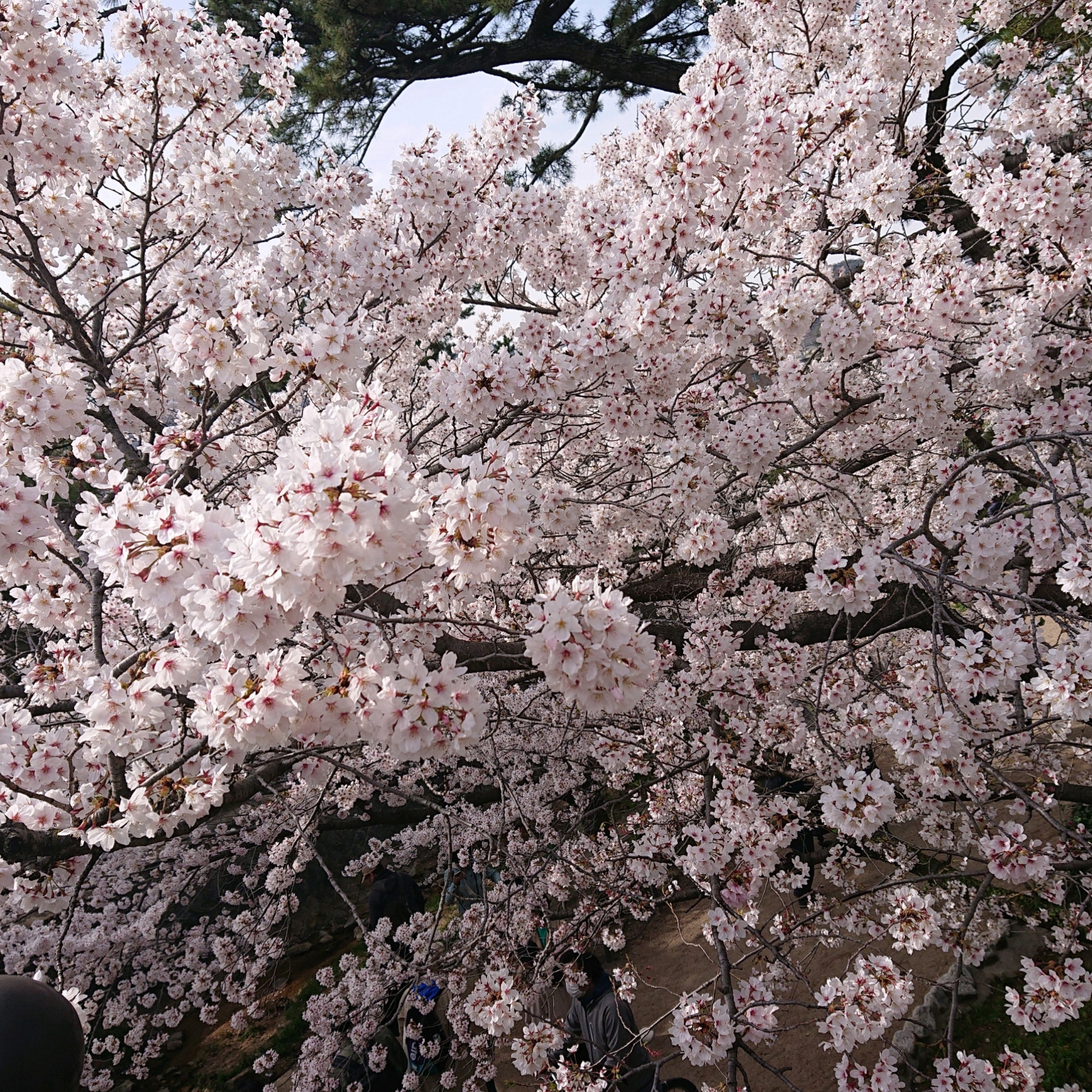 【桜が満開】