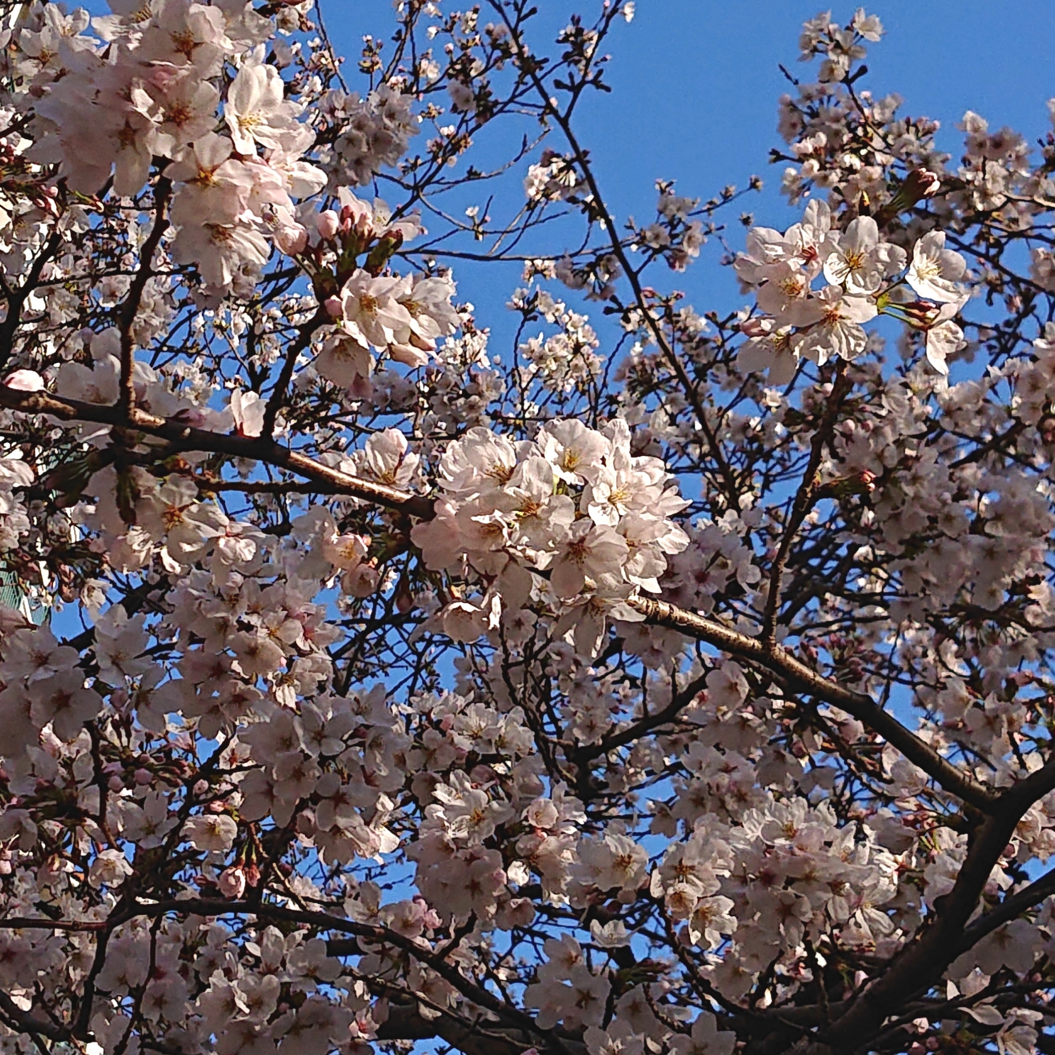 今年も綺麗な桜が咲きました