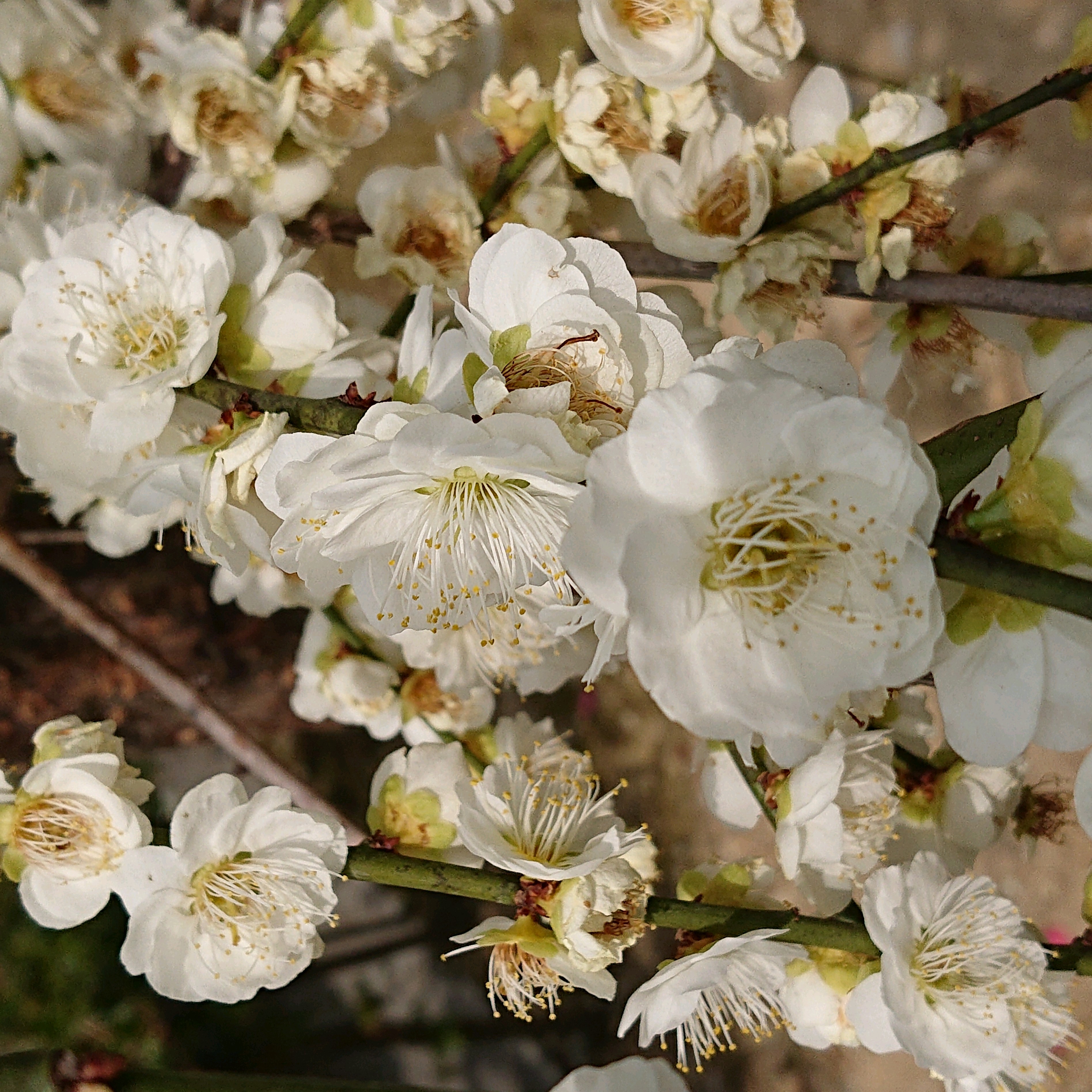 【梅の花】