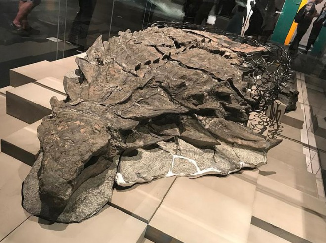 世紀の大発見　恐竜の化石