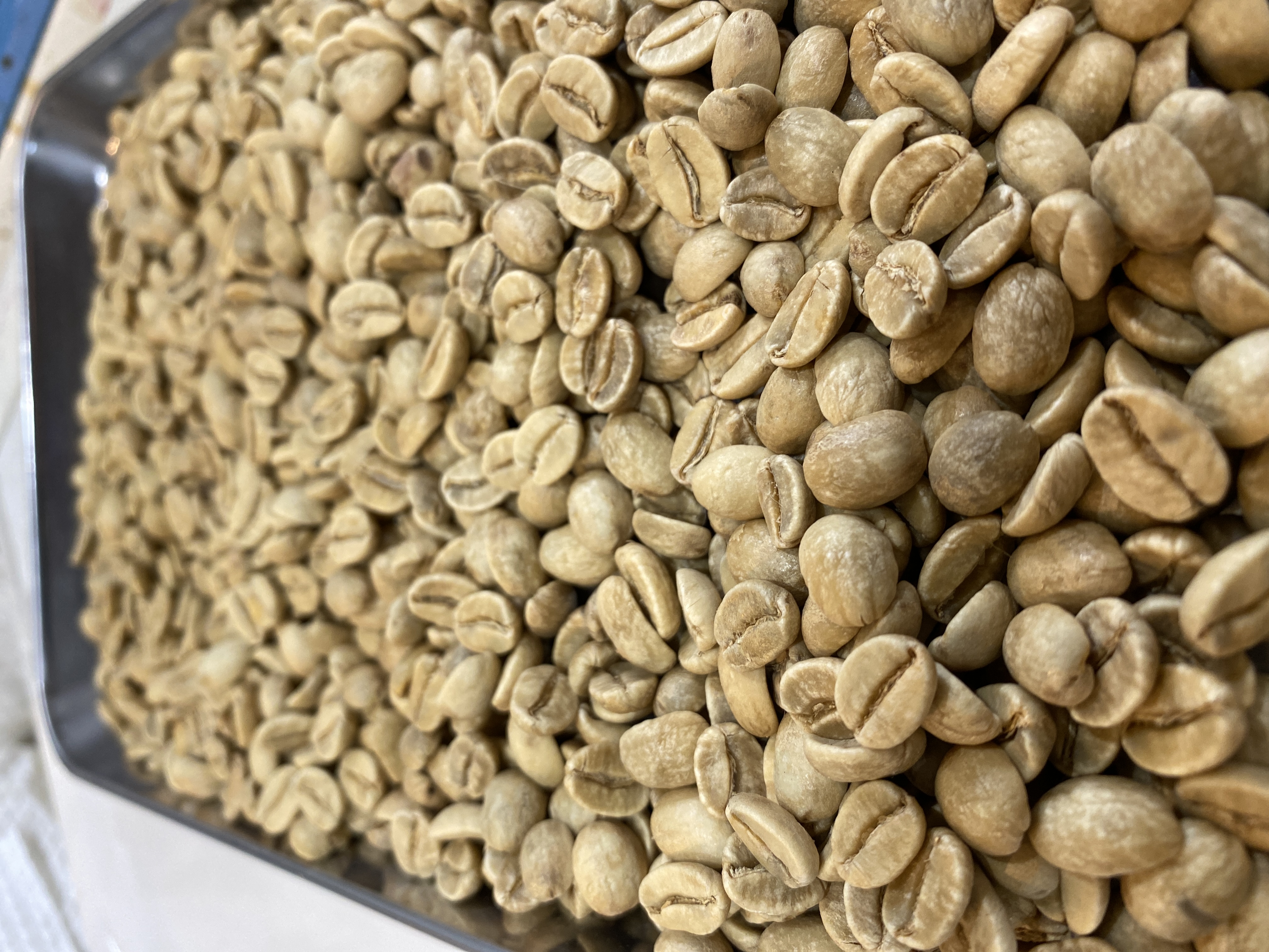 コーヒー生豆の販売をスタート