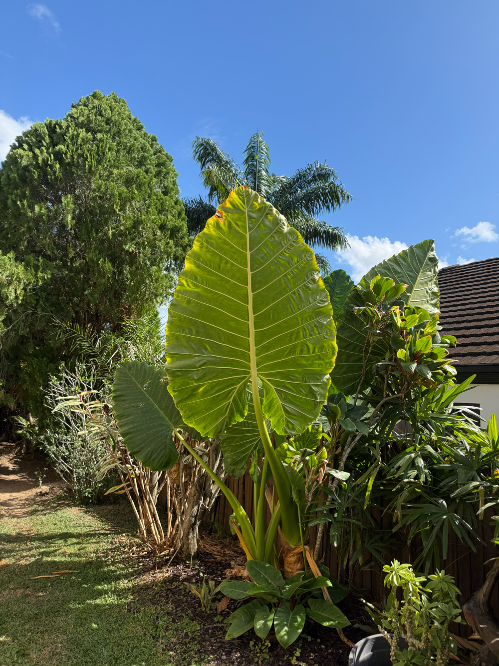 南半球で見つけた“やさしい暮らし”