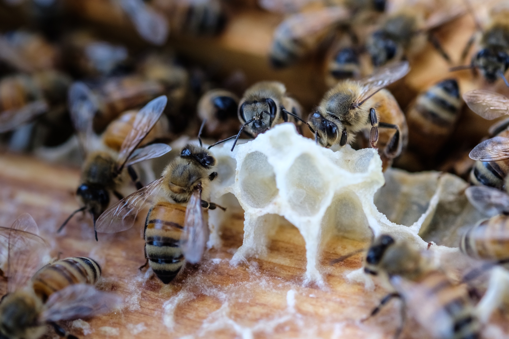 ミツバチに対する抗生物質の使用について