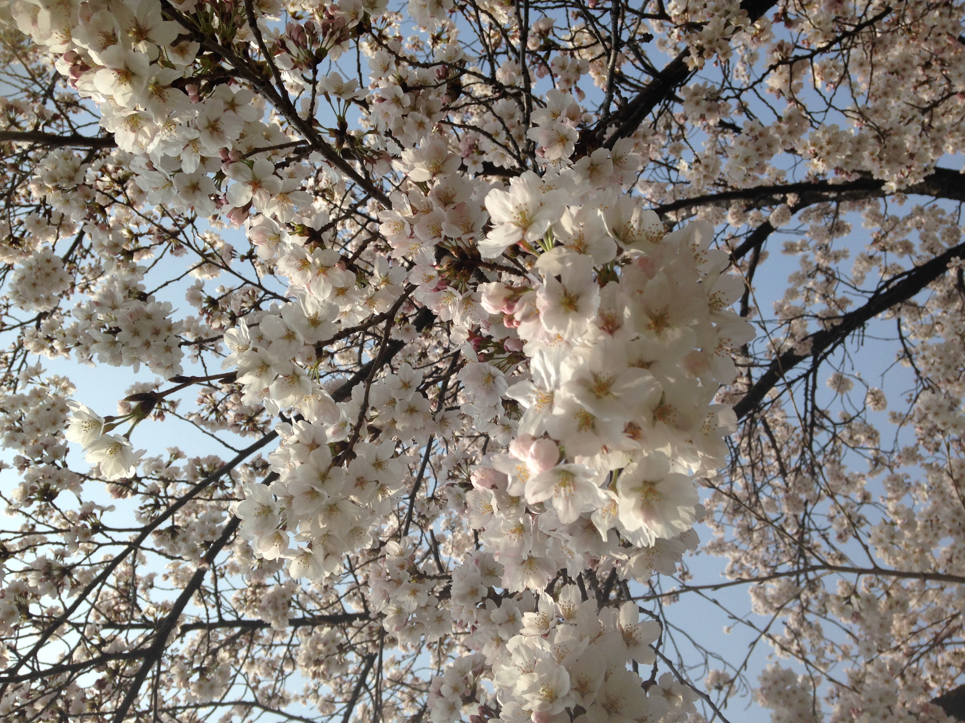 桜が見頃です！