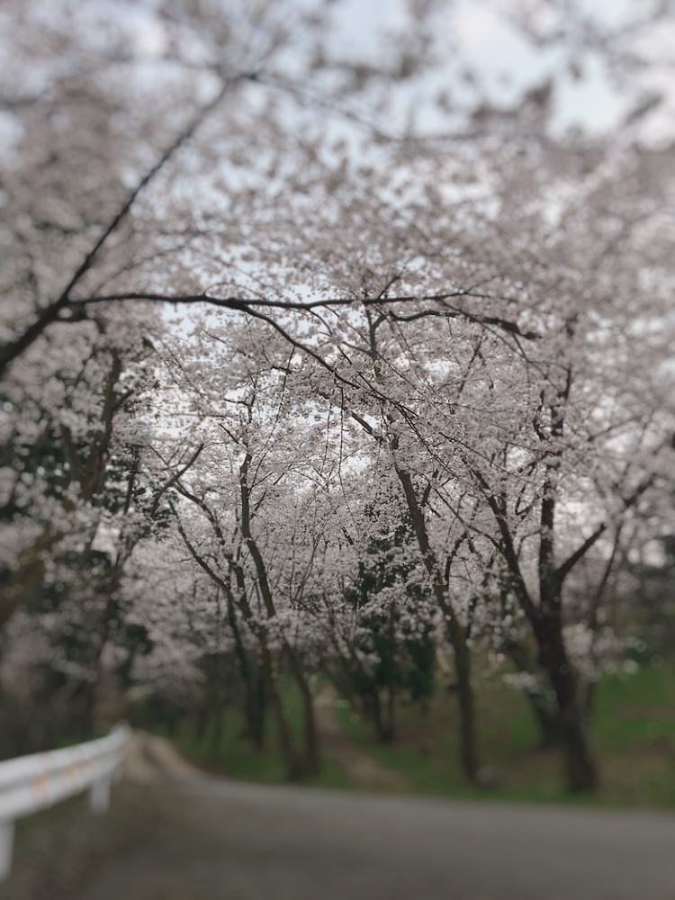 山中温泉、桜が見頃です♪