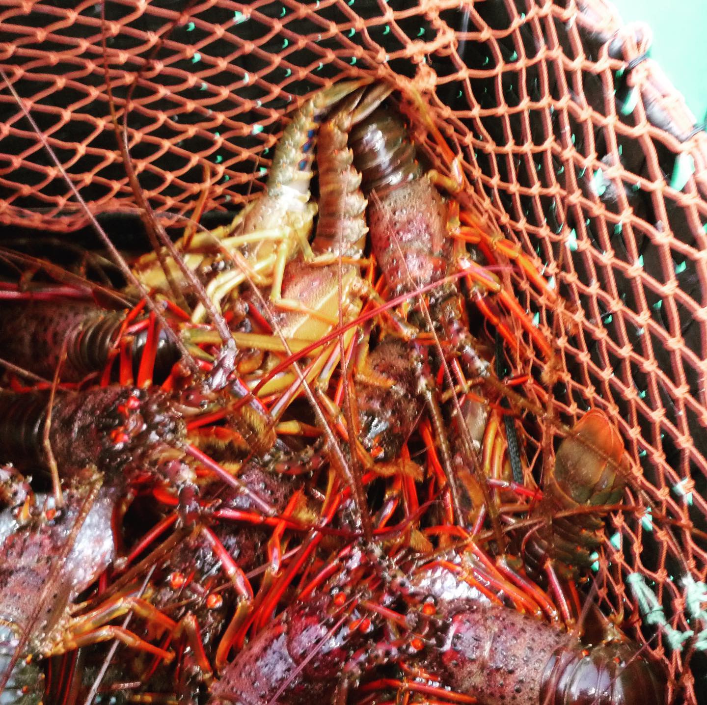 伊勢海老漁の体験をしてきました