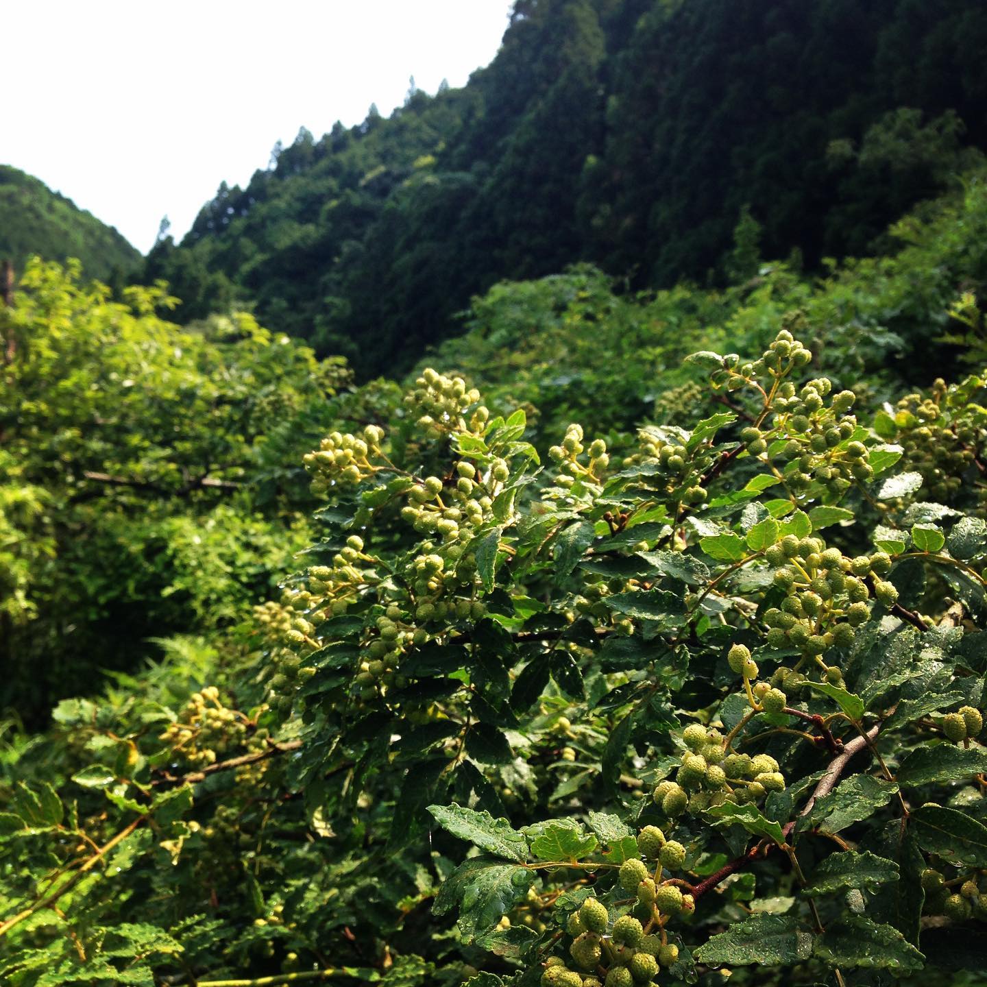 山椒収穫のお手伝い
