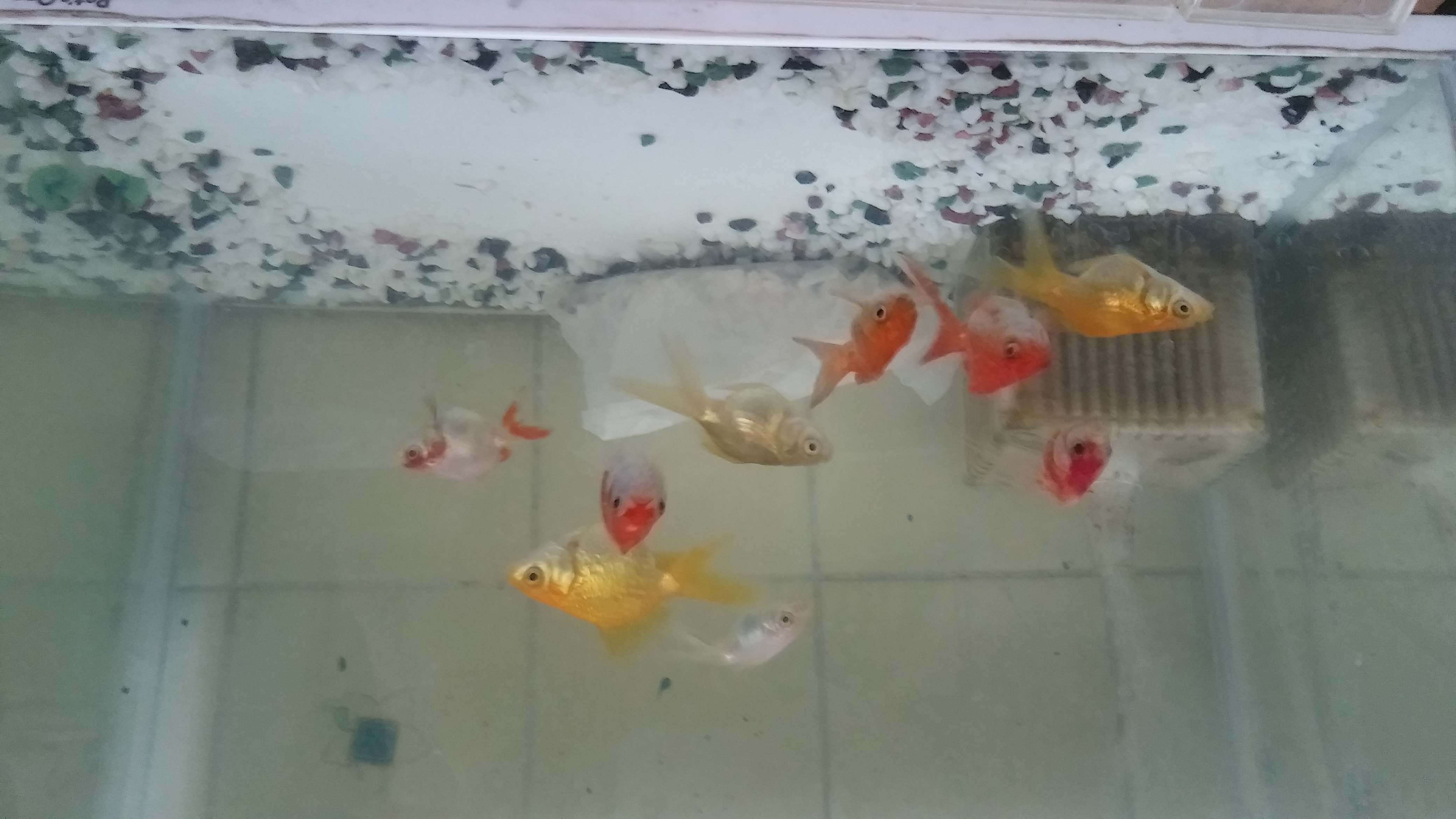 今晩は!ランティーユ改め Ayano(彩乃) です(*^-^*)