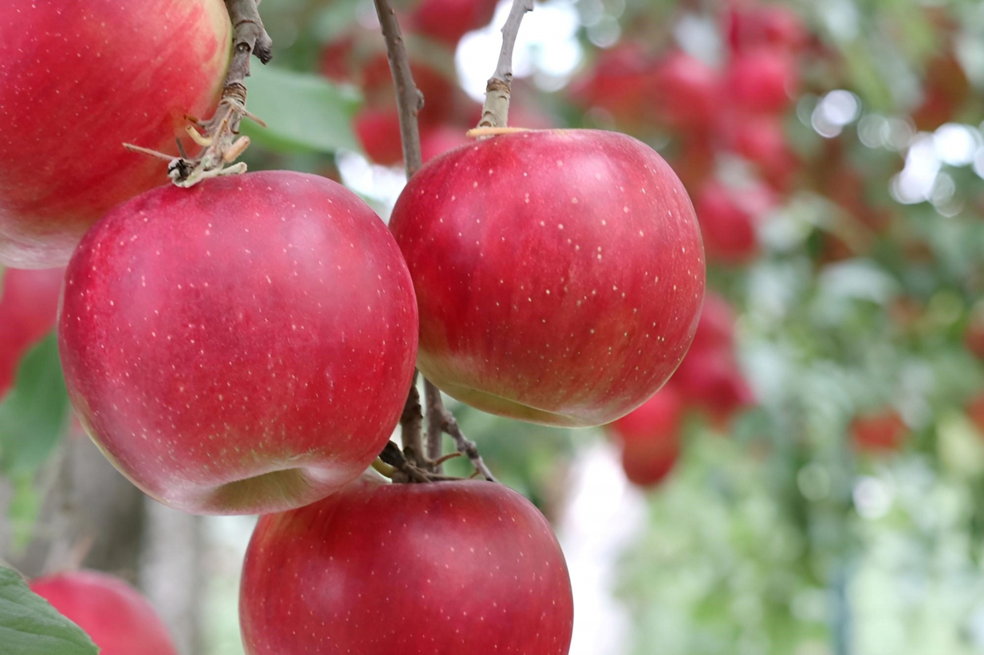 生体エネルギー農法で作った青森産「ふじりんご」
