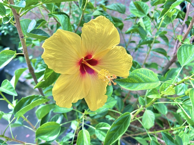 オンラインショップ年末年始休業日ご案内