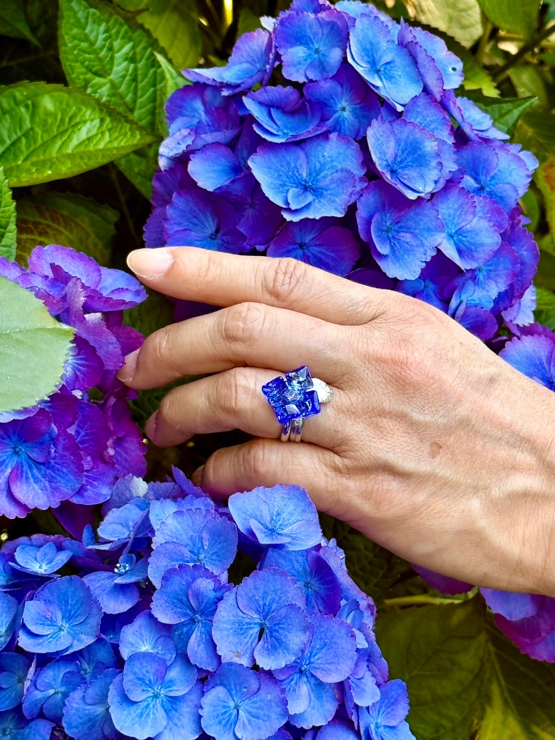 紫陽花の季節