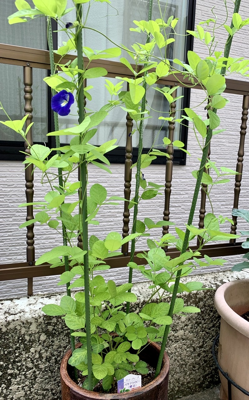 我が家の家庭菜園♬ パタフライピー♡