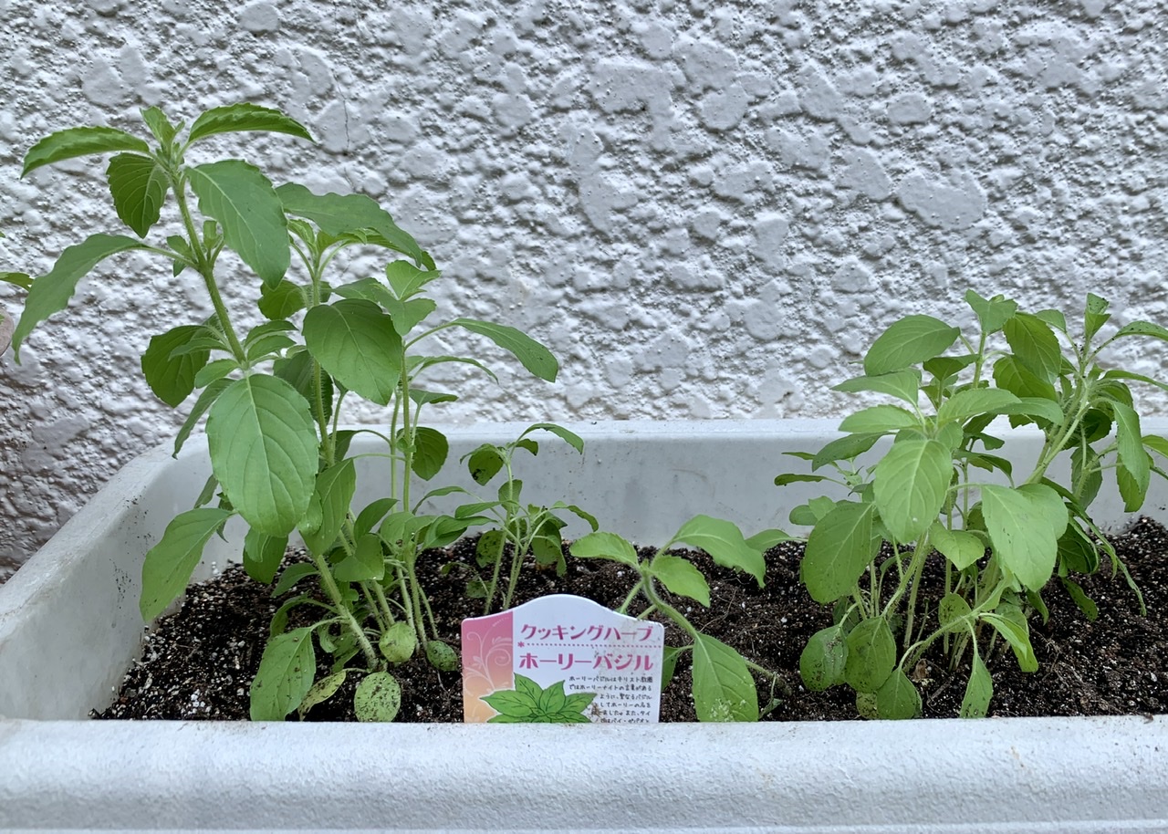 アジア野菜♪