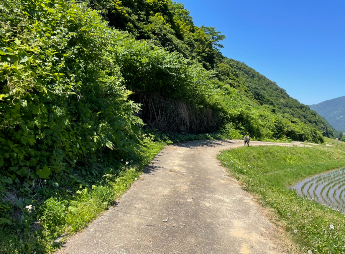 私とカモシカ