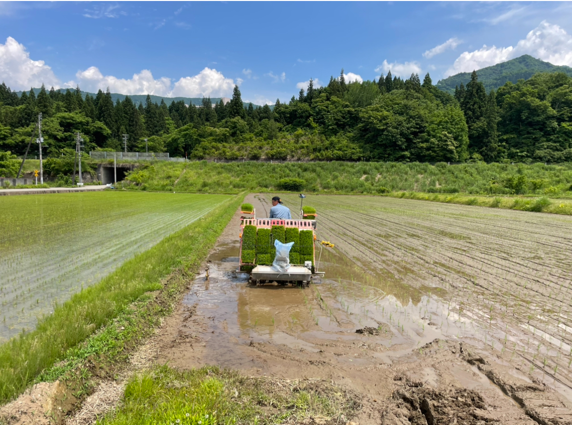 田植え終了