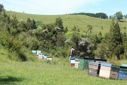 マヌカハニー　養蜂の様子
