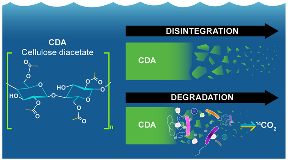 海洋中で酢酸セルロースはどう分解するか？