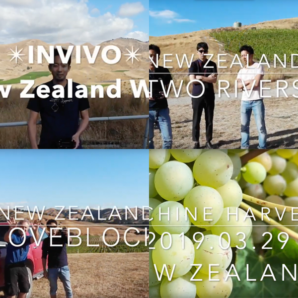 【NZ視察/2019年3月】NZヴィンヤード上空のドローン映像集