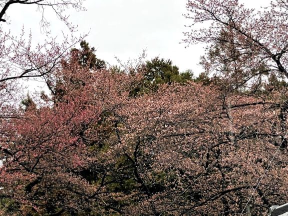 開花🌸