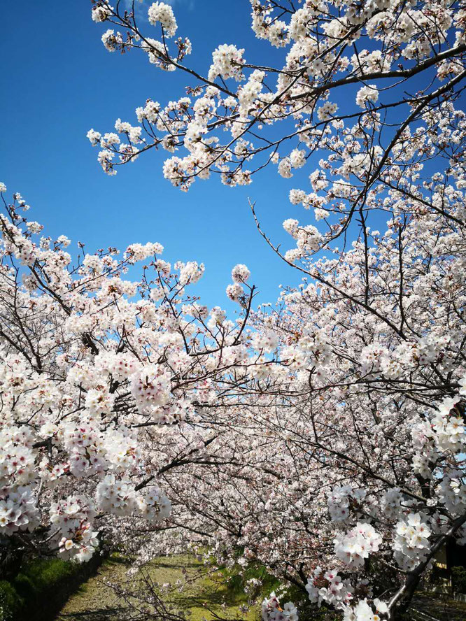 桜、いいですねー