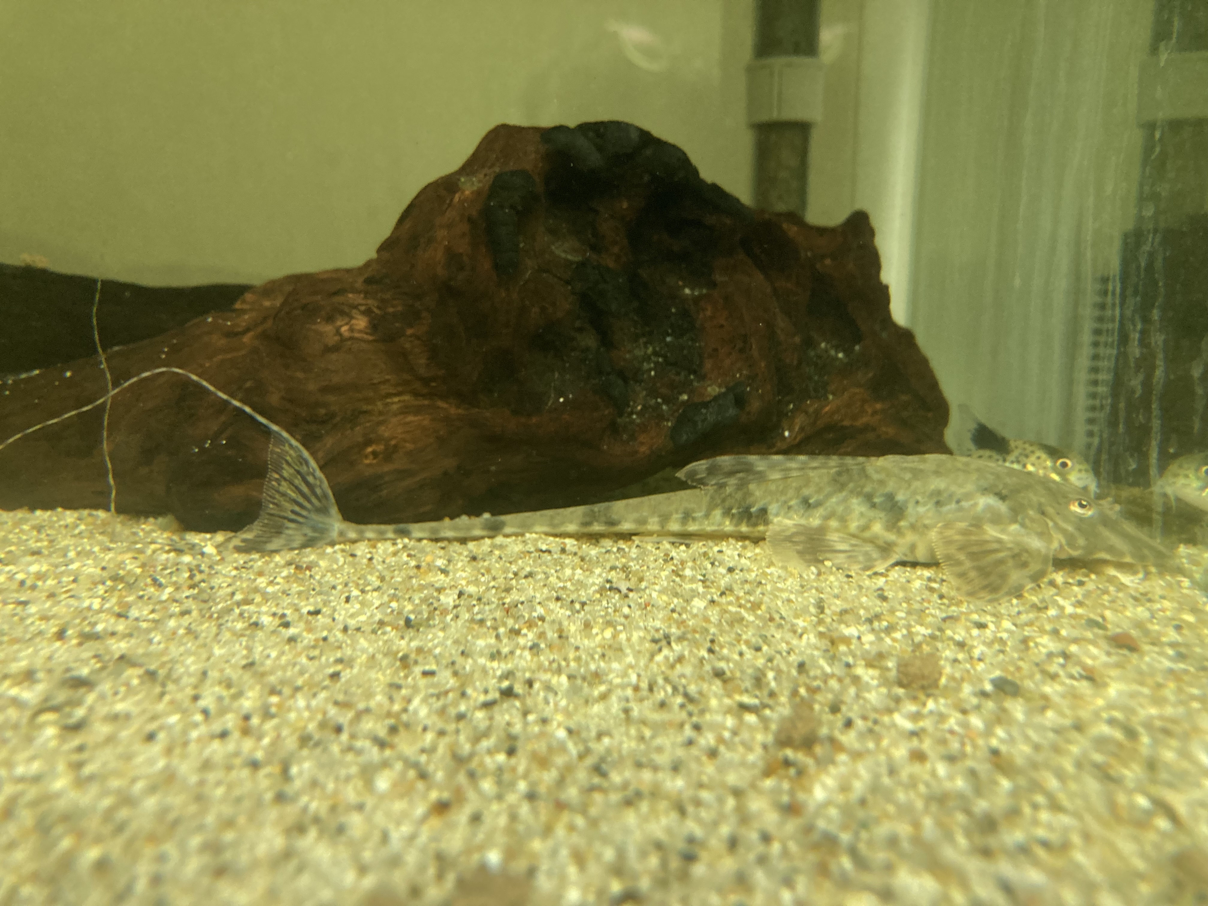Rineloricaria phoxocephala