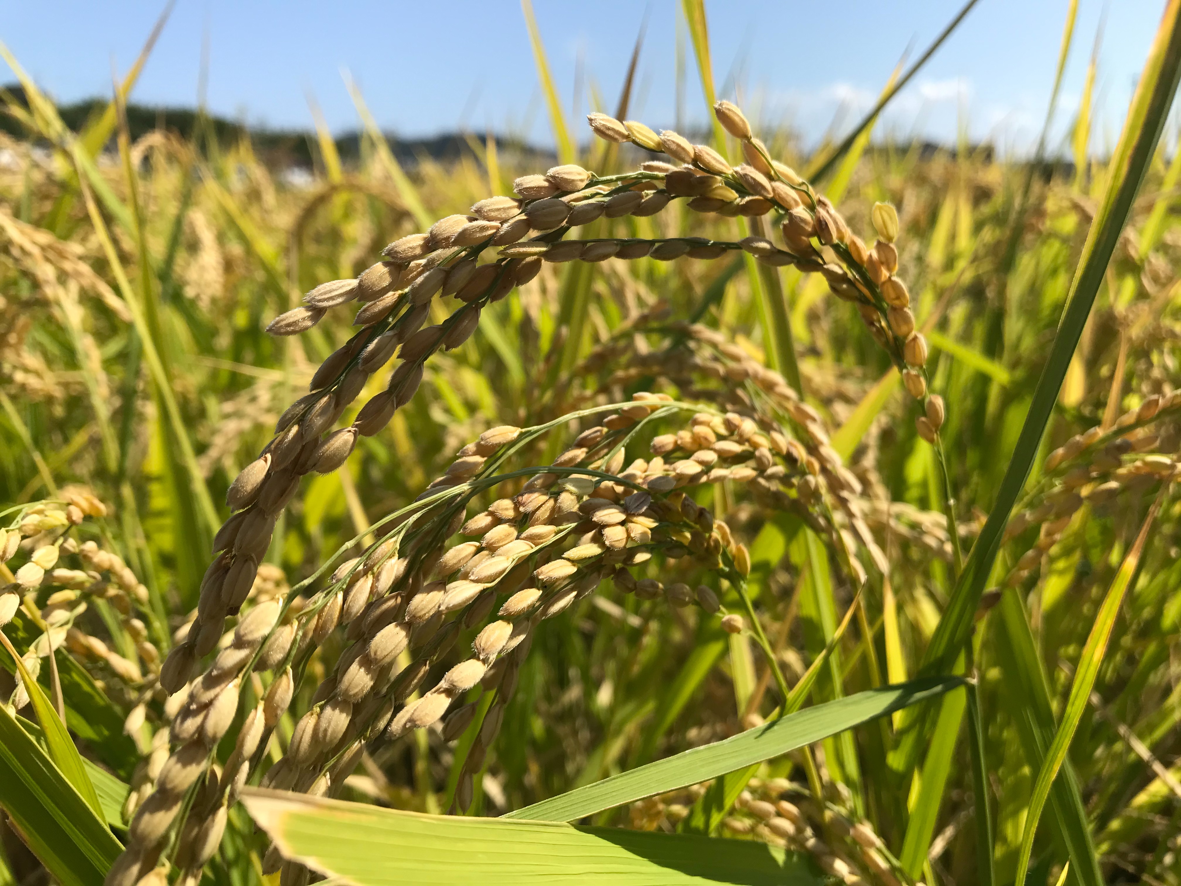 2021年　waccafarm自然栽培米「ひのひかり」予約開始