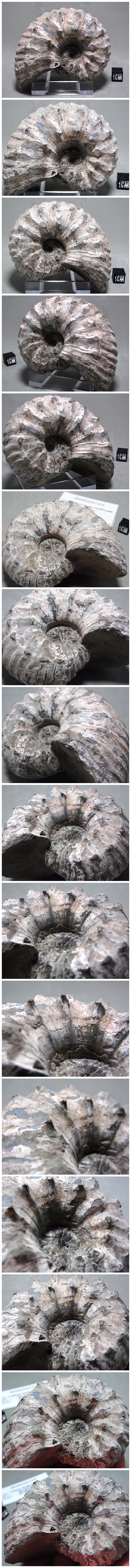 【 販売済 化石 】アンモナイト化石 Liparoceras リパロセラス イギリス産