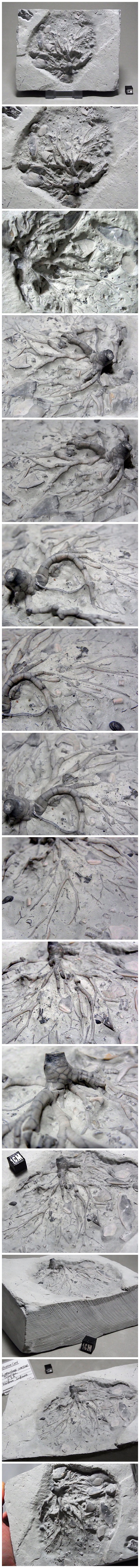 【 販売済 化石 】ウミユリ 化石 茎部分 3D立体★ Eucalyptocrinus インディアナ