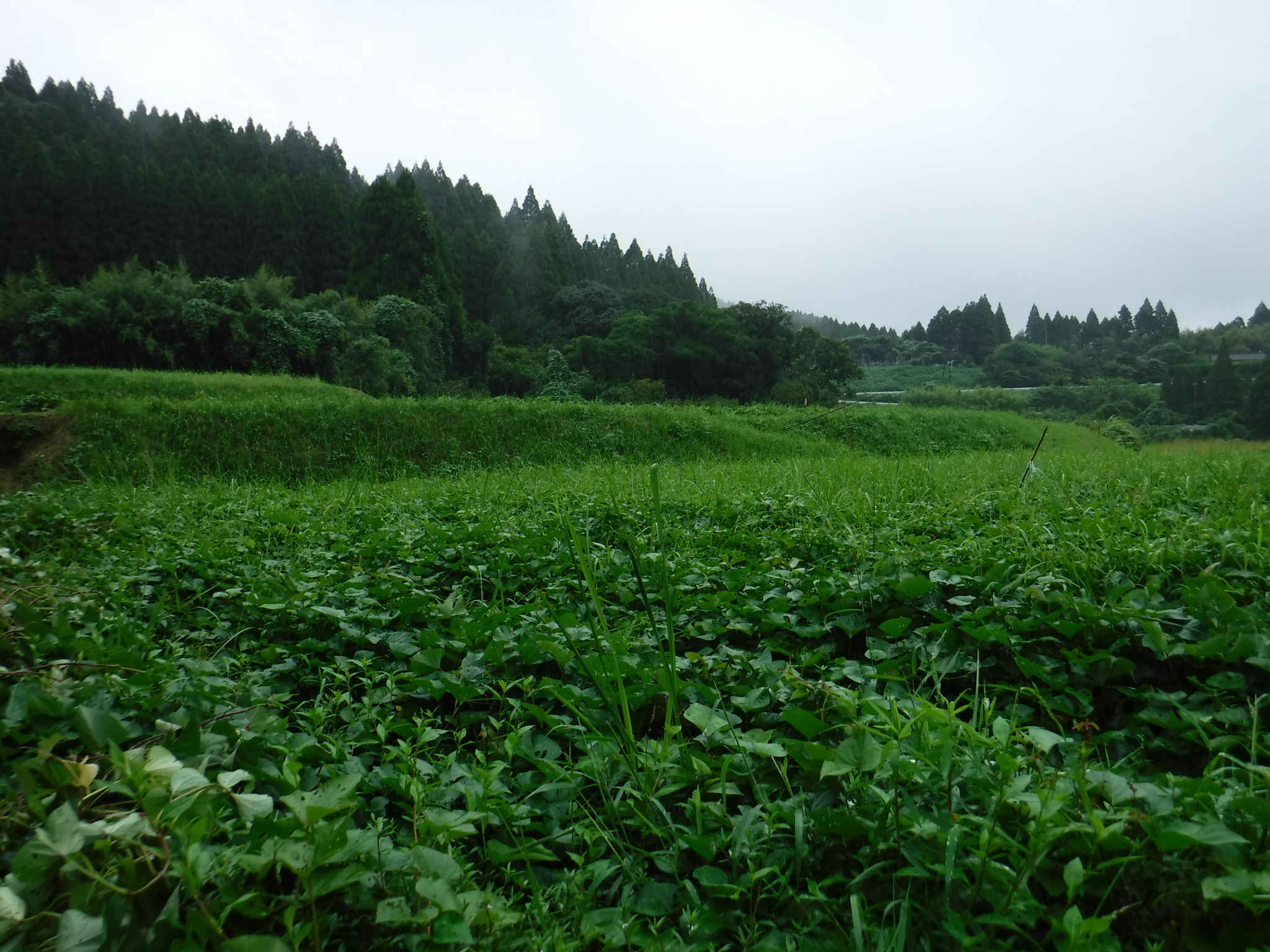 雨に濡れ、濃い緑色が美しいYokozawa Farmの さつまいも畑。収穫はもうすぐです。