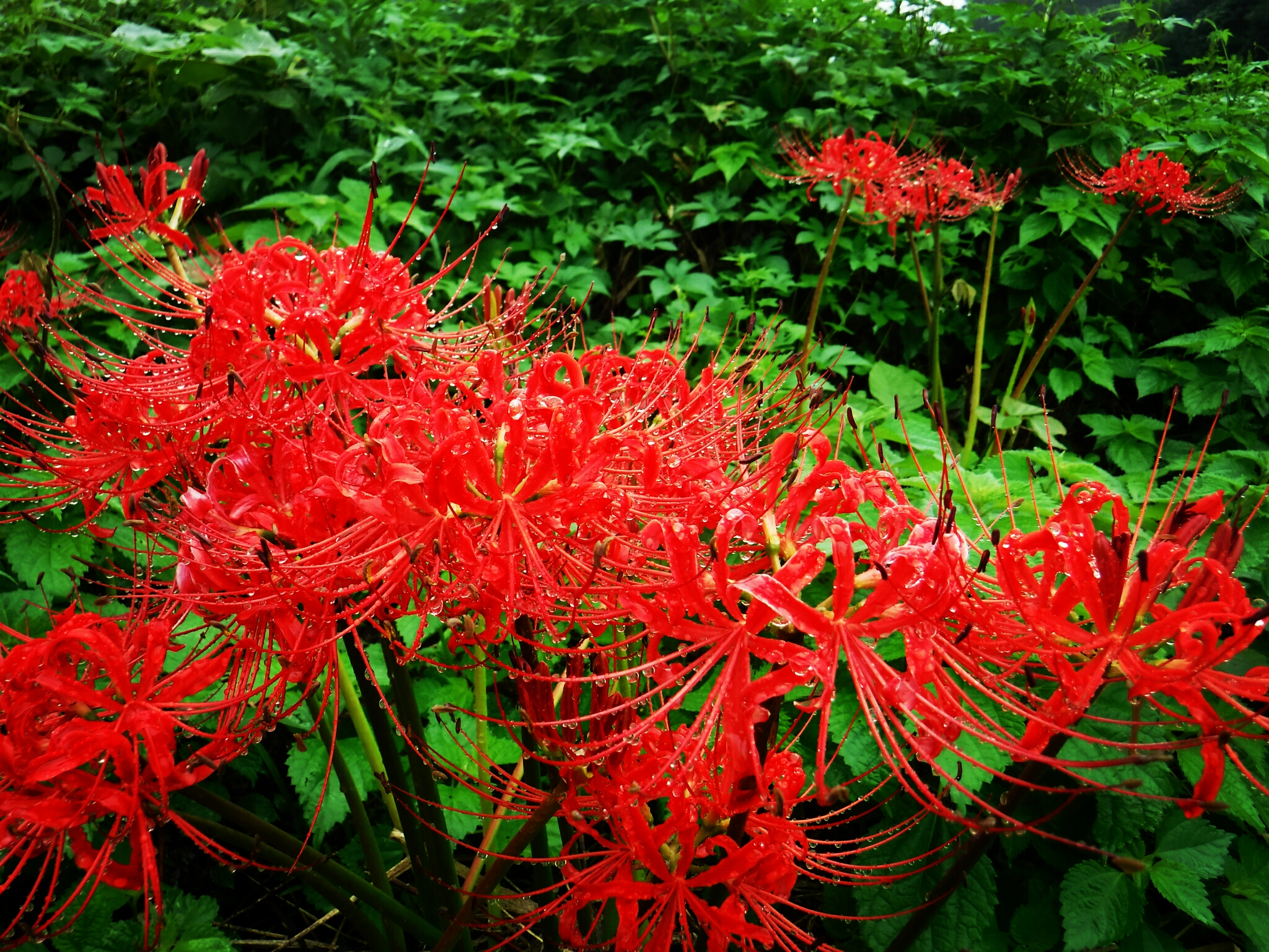 畑の畦に咲くヒガンバナ。綺麗な赤色と花のデザインに、感動して見とれてしまいます。