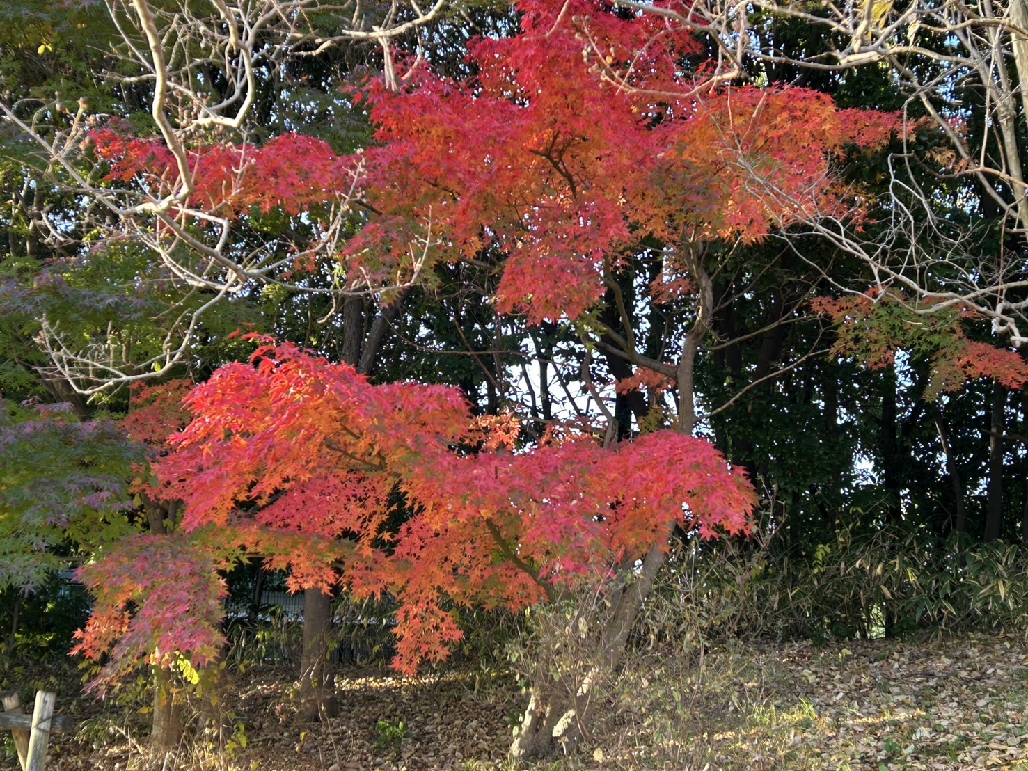 12月の五六市は出店いたしません